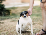 Mera Vital Weight Control Wet Dog Food - Image 4